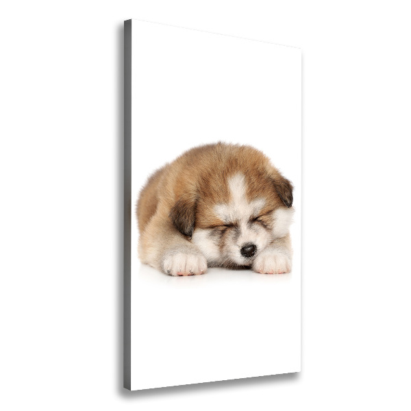 Verticale foto op canvas Akita-puppy