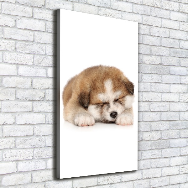 Verticale foto op canvas Akita-puppy