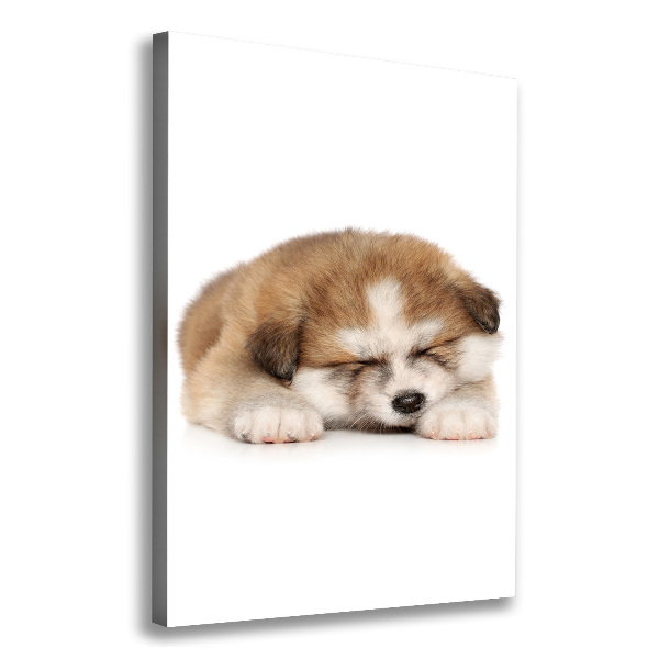 Verticale foto op canvas Akita-puppy