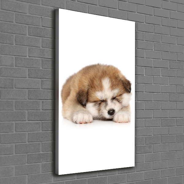 Verticale foto op canvas Akita-puppy