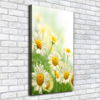 Verticale foto op canvas Madeliefjes