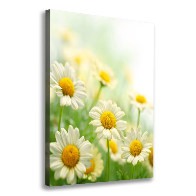 Verticale foto op canvas Madeliefjes