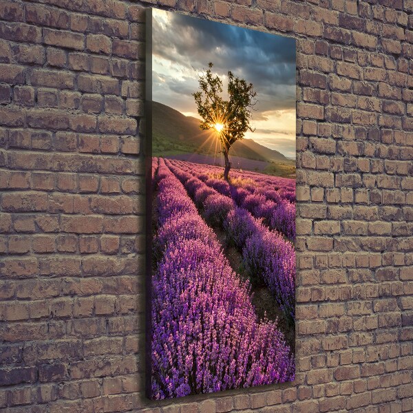 Verticale foto op canvas Lavendelveld