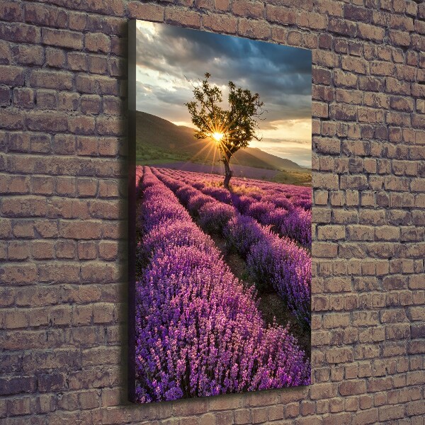 Verticale foto op canvas Lavendelveld