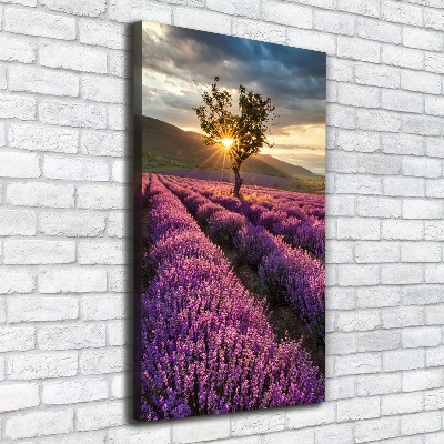 Verticale foto op canvas Lavendelveld