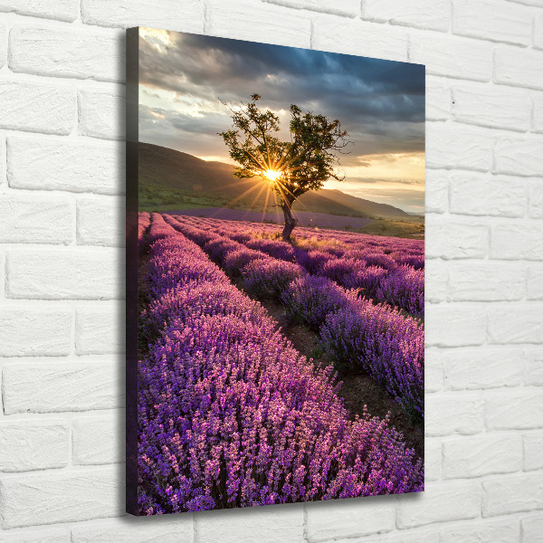 Verticale foto op canvas Lavendelveld
