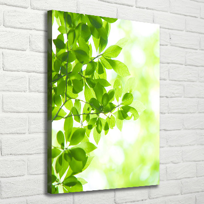 Verticale foto op canvas Groene bladeren