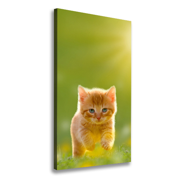 Foto obraz na płótnie do salonu pionowy Rudy kot