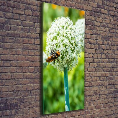 Verticale canvasfoto Knoflookbloemen