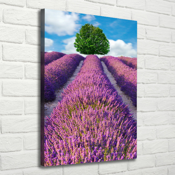 Verticale foto op canvas Lavendelveld