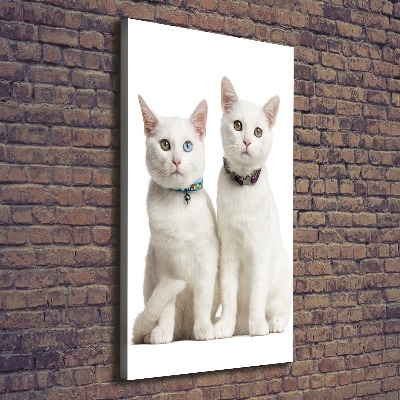 Verticale foto op canvas Twee witte katten
