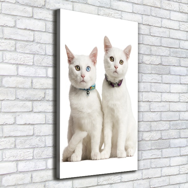 Verticale foto op canvas Twee witte katten