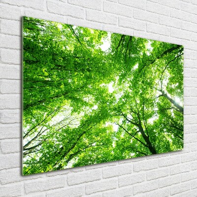 Schilderij op glas Groen bos