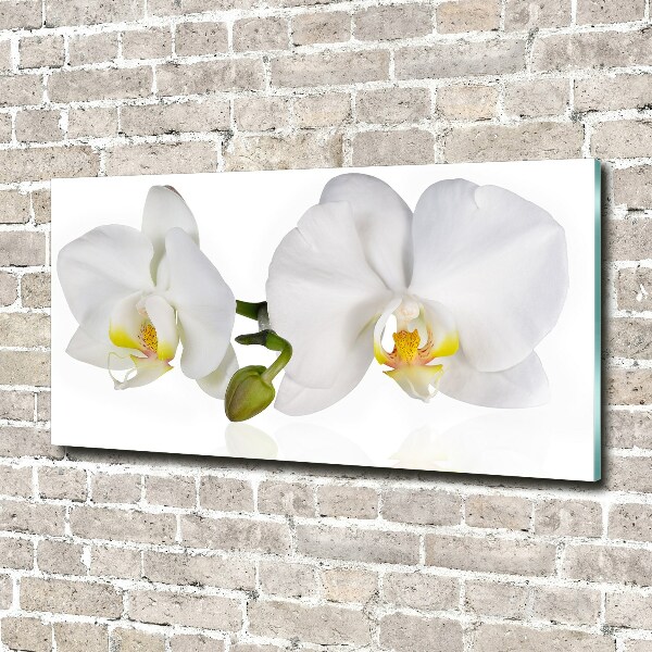 Schilderij glas Orchidee