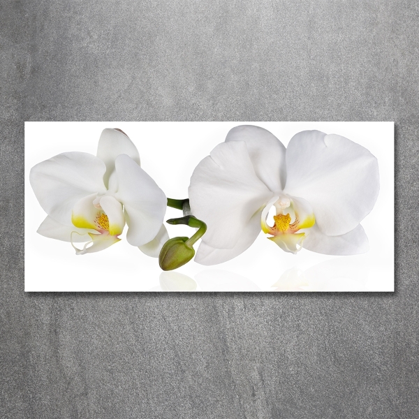 Schilderij glas Orchidee