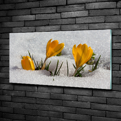 Foto obraz szklany Krokusy w śniegu