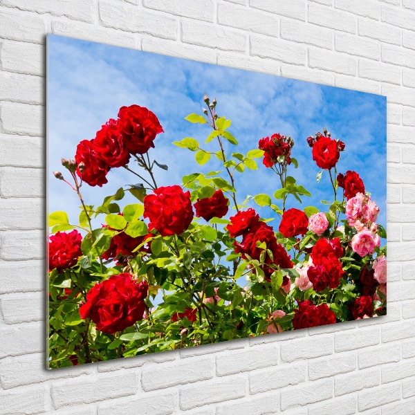 Schilderij op glas Wilde rozen