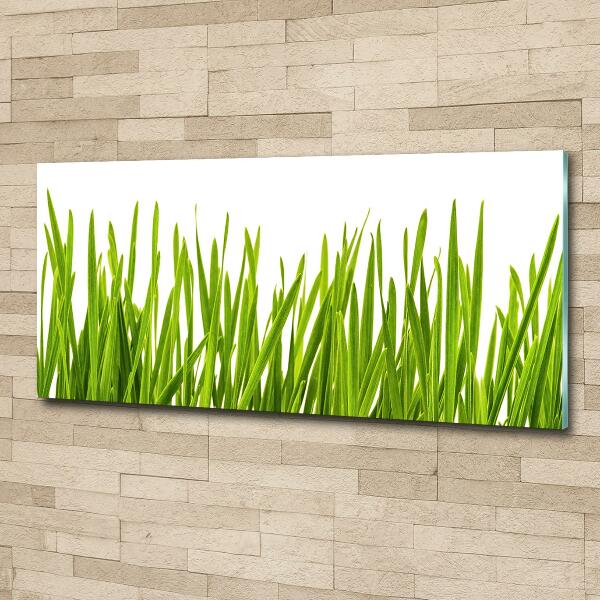 Glazen schilderij Gras