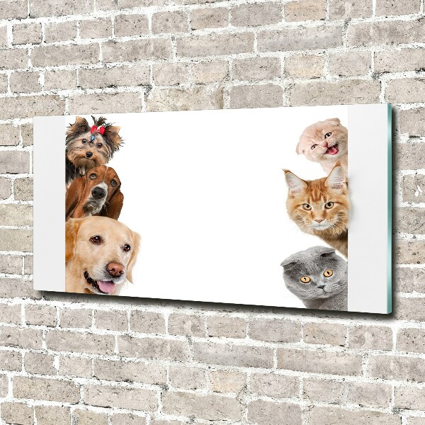 Schilderij glas Honden en katten
