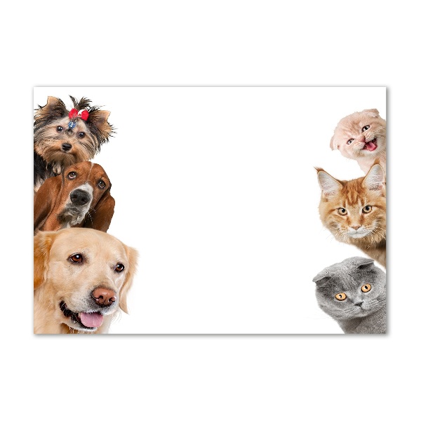 Schilderij glas Honden en katten