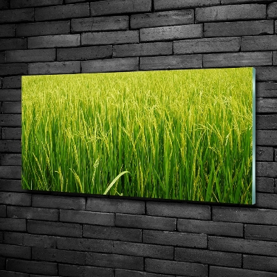 Foto schilderij op glas Rijstveld