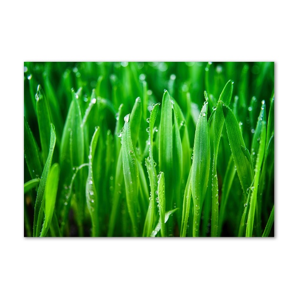 Schilderij glas Gras