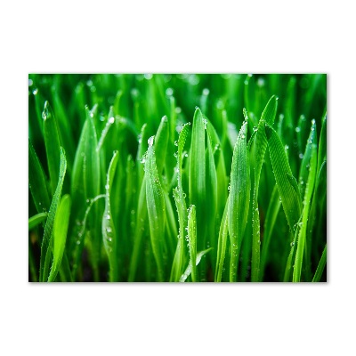 Foto obraz zdjęcie szkło hartowane Trawa