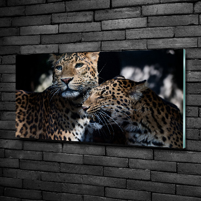 Schilderij op glas Twee luipaarden