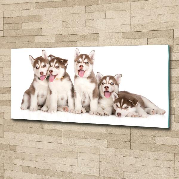 Schilderij glas Husky-puppy's