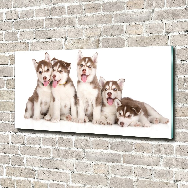 Schilderij glas Husky-puppy's