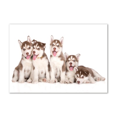 Schilderij glas Husky-puppy's