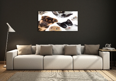 Foto-obraz szklany Zwierzęta domowe