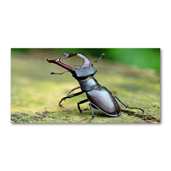 Schilderij glas Kever