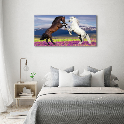 Foto schilderij op glas Vechtende paarden van de bergen