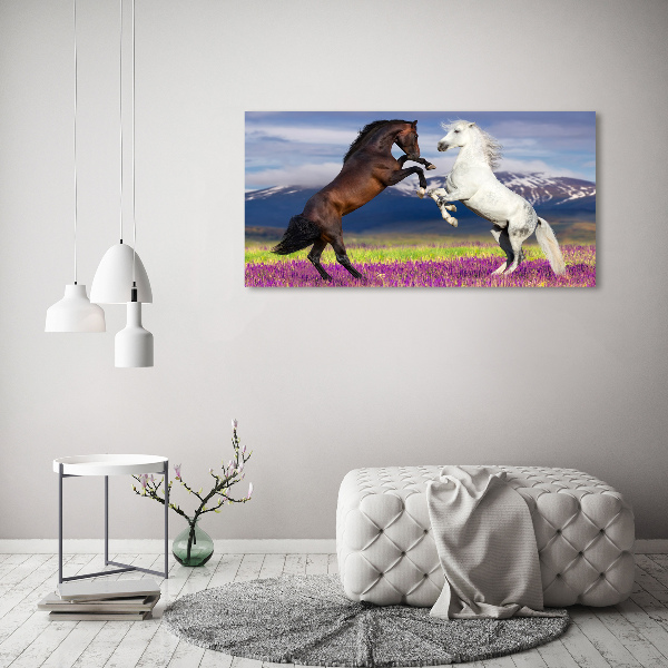 Foto schilderij op glas Vechtende paarden van de bergen