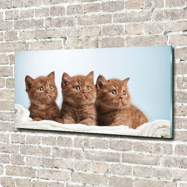 Schilderij op glas Kittens op een handdoek