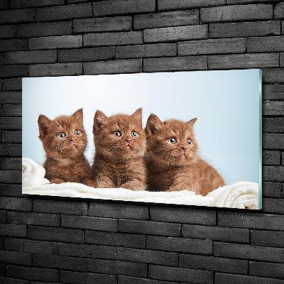 Schilderij op glas Kittens op een handdoek