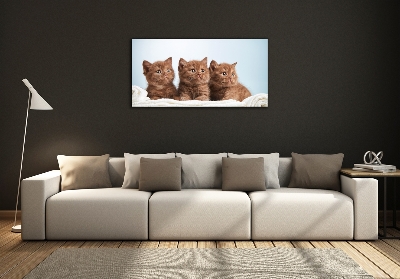 Schilderij op glas Kittens op een handdoek