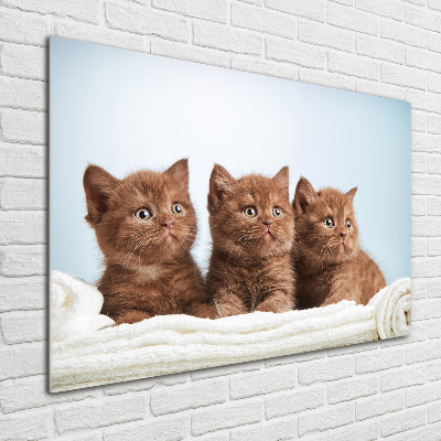 Schilderij op glas Kittens op een handdoek
