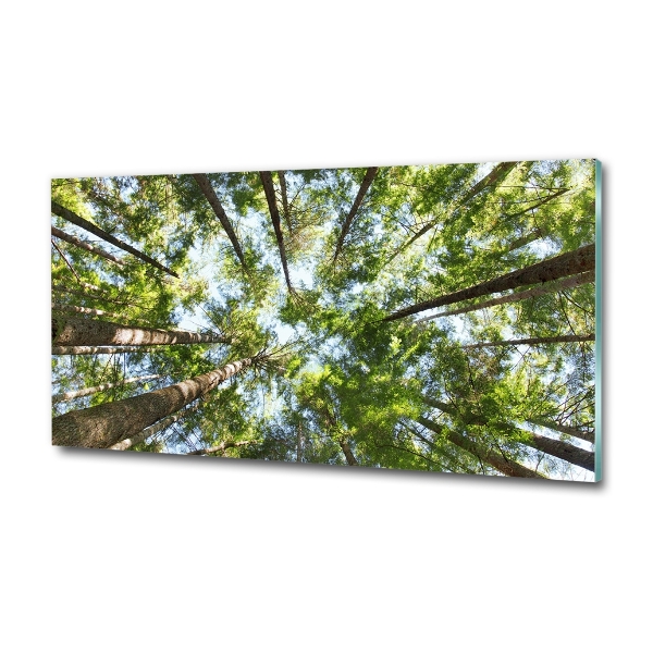 Foto schilderij op glas Boomkroon