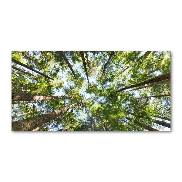 Foto schilderij op glas Boomkroon