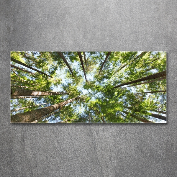 Foto schilderij op glas Boomkroon