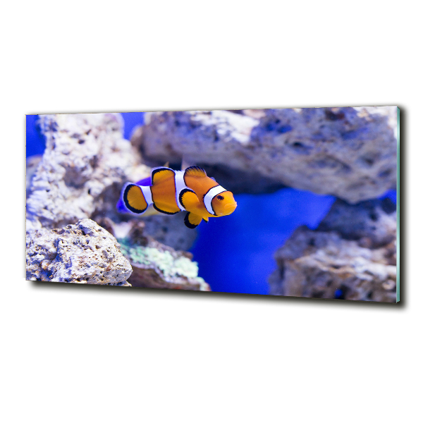 Foto schilderij op glas Koraalrifclownvis