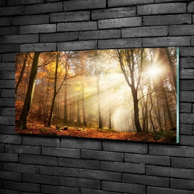 Schilderij op glas Mist in het bos