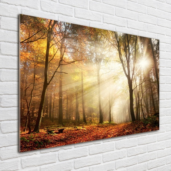 Schilderij op glas Mist in het bos