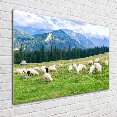 Glazen schilderij Schapen in het Tatragebergte