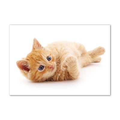 Schilderij op glas Gemberkat