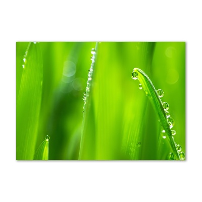 Foto schilderij op glas Jonge haver