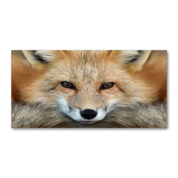 Foto schilderij op glas Vos