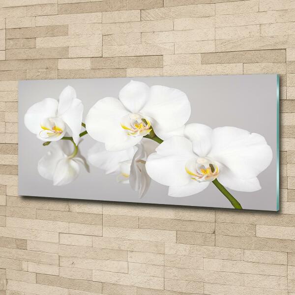 Schilderij glas Orchidee